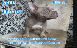 American Bully dogs for sale: ( Micro Bullys) - Image 1