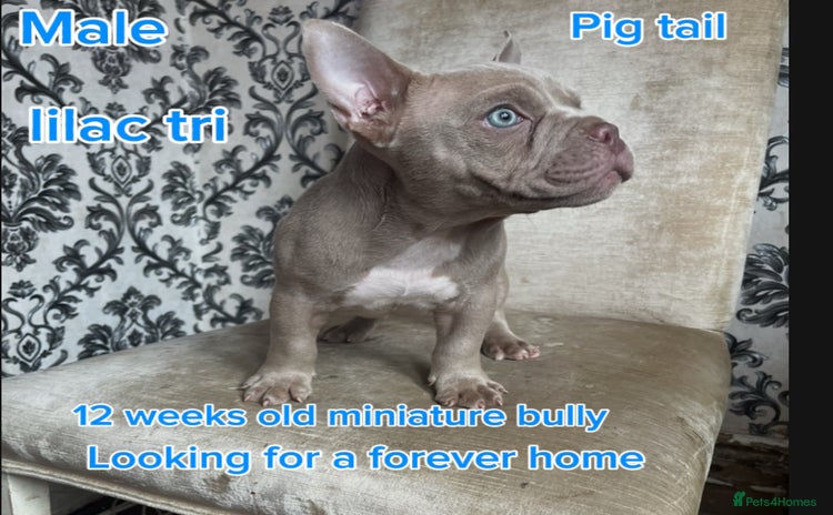 American Bully dogs - Advert 2