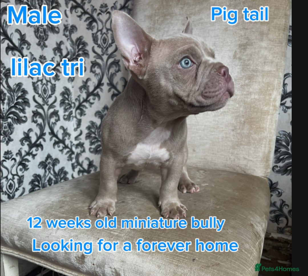 American Bully dogs for sale: ( Micro Bullys) - Image 1