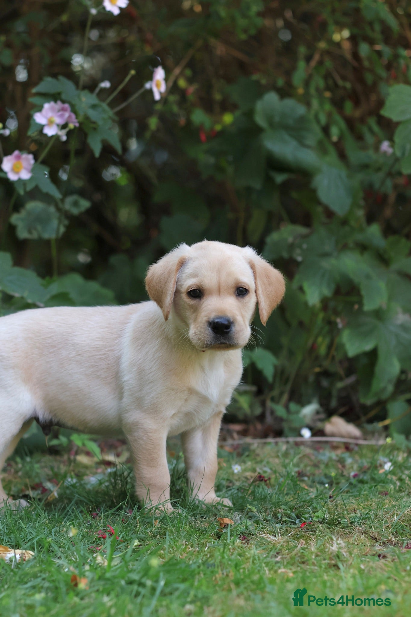Labrador Retriever dogs 7 health tested Labrador puppies - Advert 16