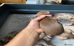 Miniature Dachshund dogs for sale: 🐾READY TO LEAVE NEXT WEEK🐾 - Image 21