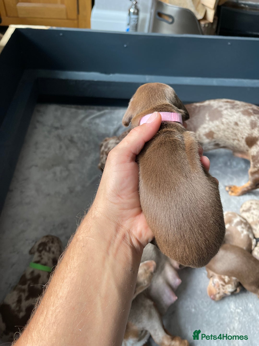 Miniature Dachshund dogs for sale: 🐾READY TO LEAVE NEXT WEEK🐾 - Image 21