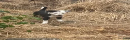Border Collie dogs for sale: 7 well socialised puppies in Knighton - Advert 9