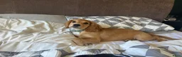 Cocker Spaniel dogs for adoption: Cocker Spaniel Needs New Home  in Mitcham - Advert 5
