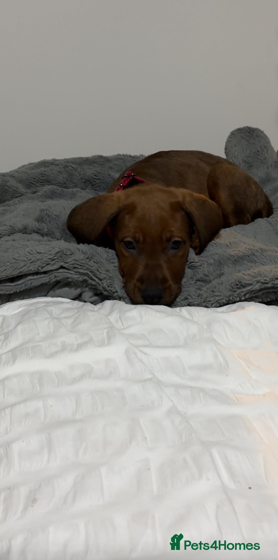 Mixed Breed dogs for sale: German Shepherd  ** tiff Puppy Loving Home Wanted - Advert 1