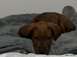 Mixed Breed dogs German Shepherd ** tiff Puppy Loving Home Wanted - Advert 13