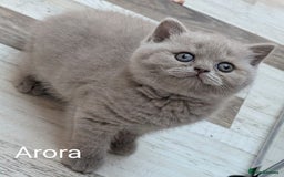 British Shorthair cats for sale: GCCF Registered British Shorthair Kittens for Sale - Image 21