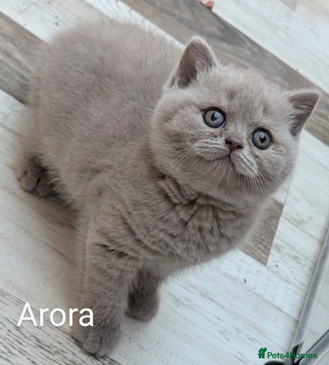 British Shorthair cats for sale: GCCF Registered British Shorthair Kittens for Sale - Image 21