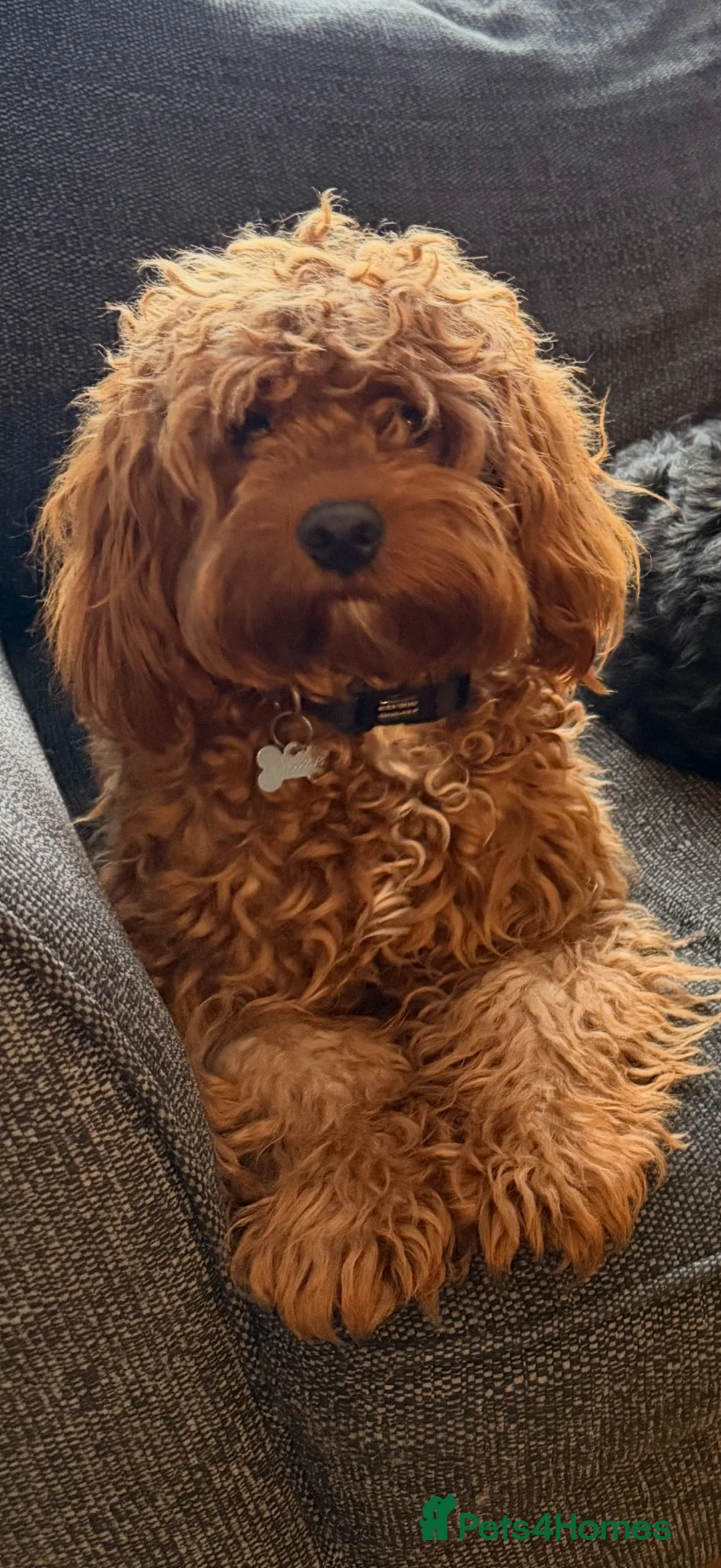 Cavapoo dogs for sale: Beautiful Cavapoo Puppies – 4 Boys & 3 Girls - Advert 12