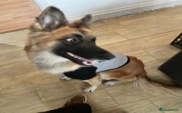 German Shepherd dogs for sale: German shepherd girl - Image 5