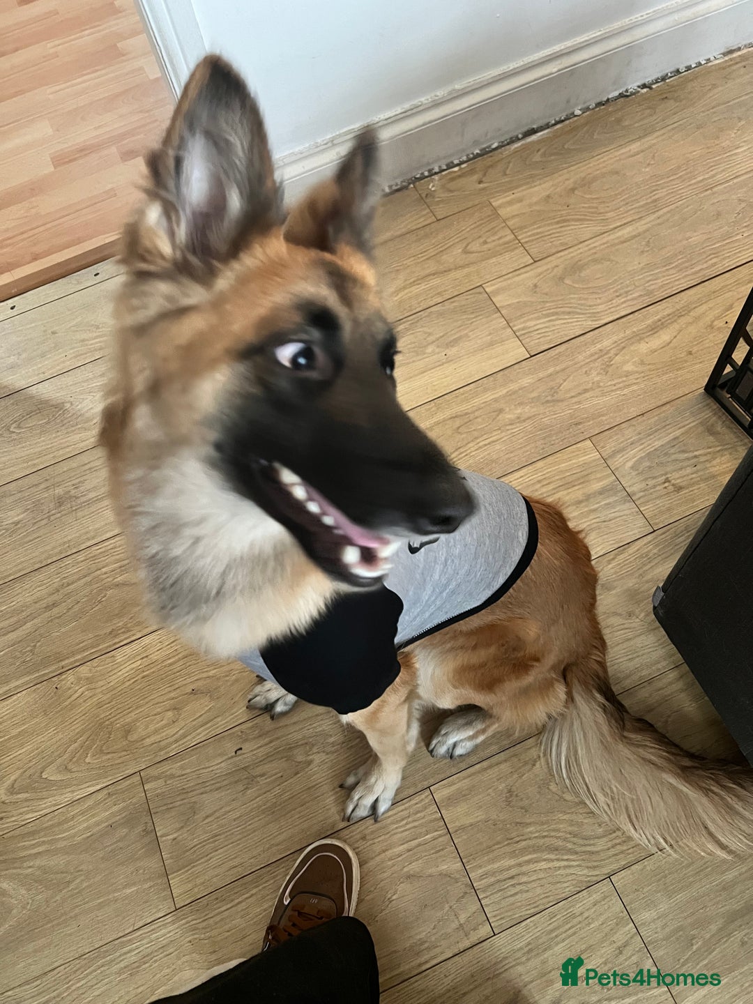 German Shepherd dogs for sale: German shepherd girl - Image 5