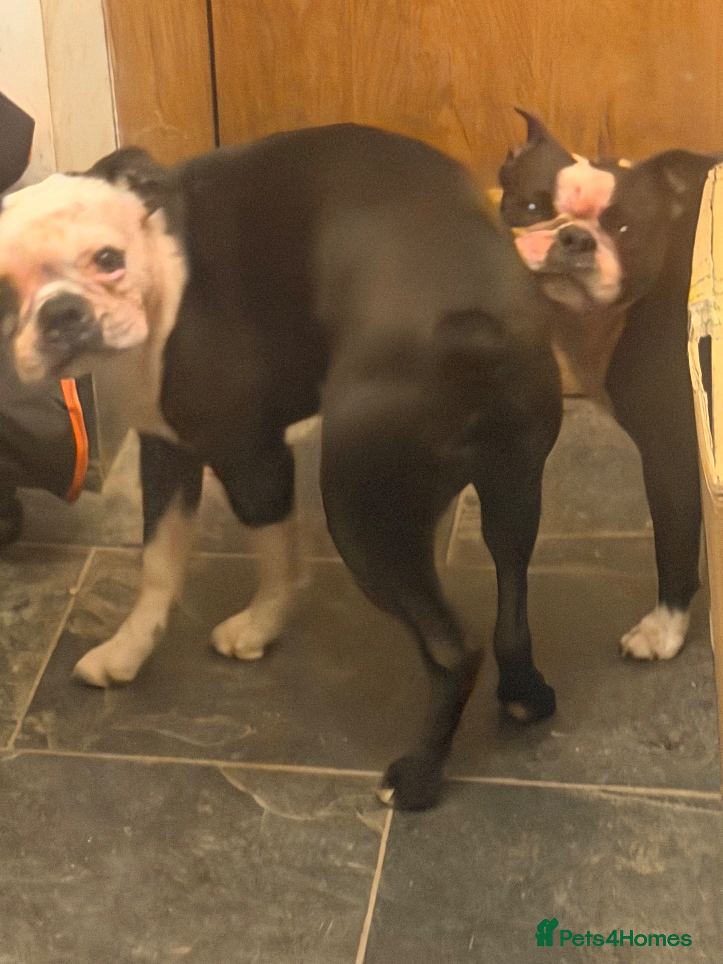 Boston Terrier dogs Boston terriers  - Advert 1