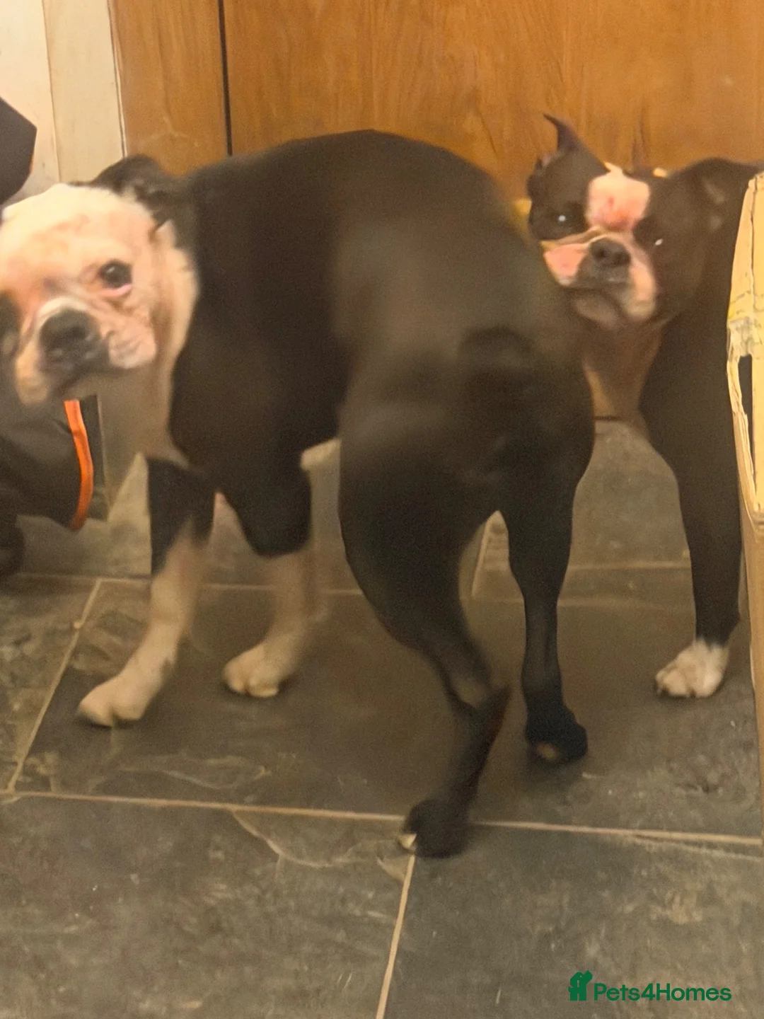 Boston Terrier dogs for sale: Boston terriers  - Advert 1