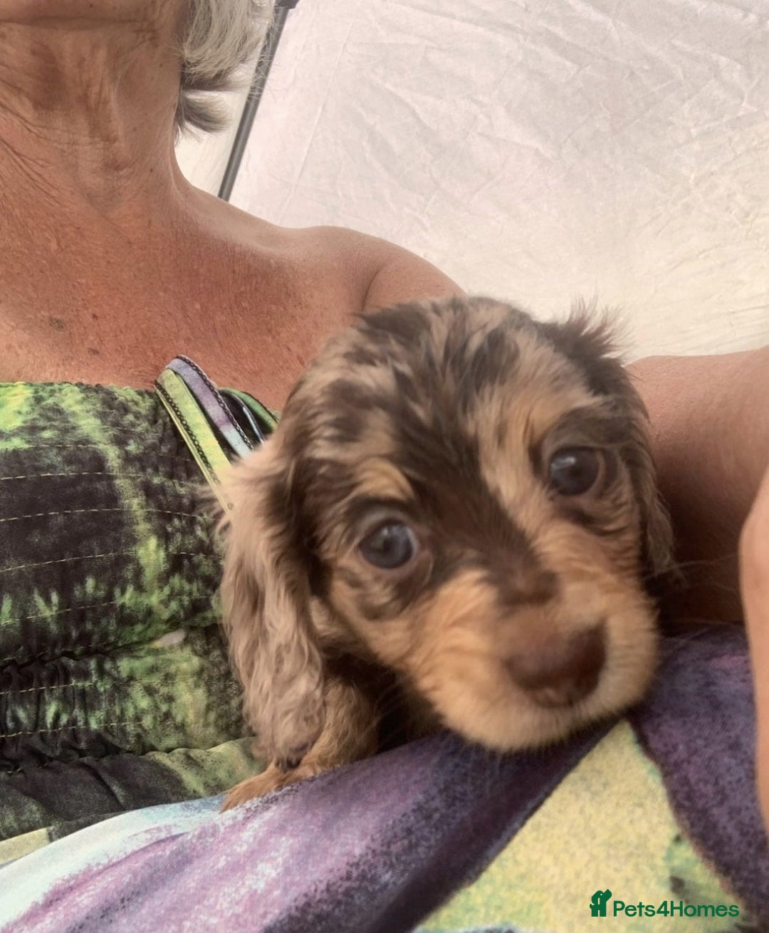 Miniature Dachshund dogs for sale: Long Haired Miniature Dachshund Puppies - Ready !! - Image 2