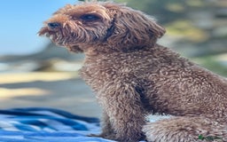 Cavapoo dogs for stud: DNA Clear Cavapoo F1B Red Fox Stud - Image 4