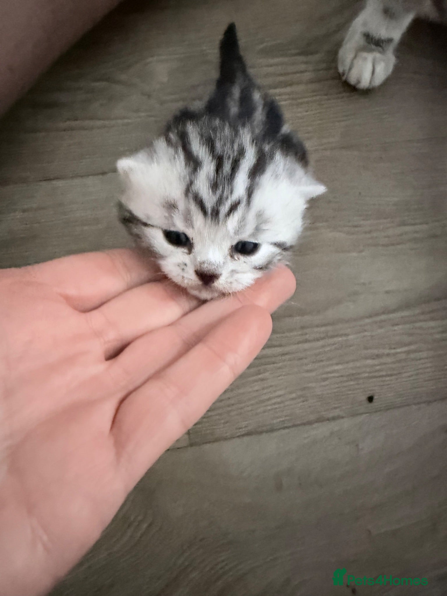 British Shorthair cats GCCF British shorthair silver tabby kittens  - Advert 2