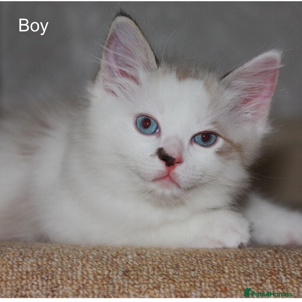 Ragdoll cats Pure bred Ragdoll kittens lynx bicolour - Advert 1
