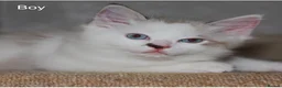 Ragdoll cats for sale: Pure bred Ragdoll Kitten High White Bi-Colour  - Advert 8
