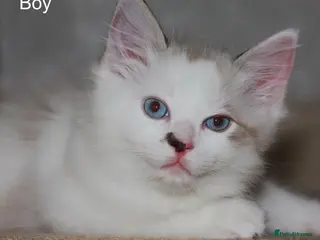 Ragdoll cats Pure bred Ragdoll kittens lynx bicolour - Advert 1