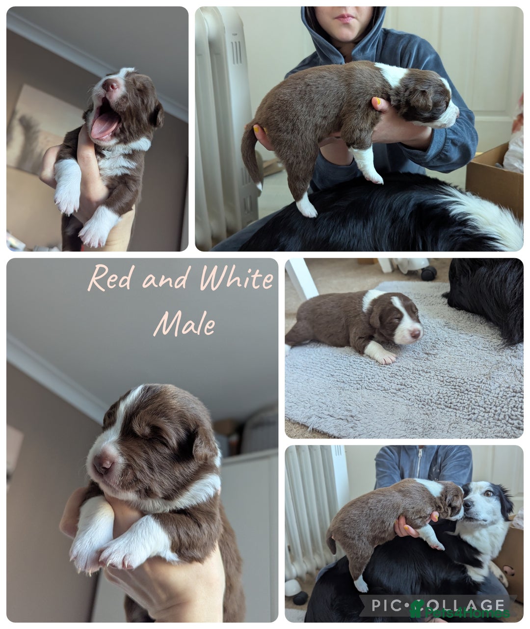 Border Collie dogs for sale: ISDS&KC REGISTERED BORDER COLLIE /MERLE PUPS  - Advert 3