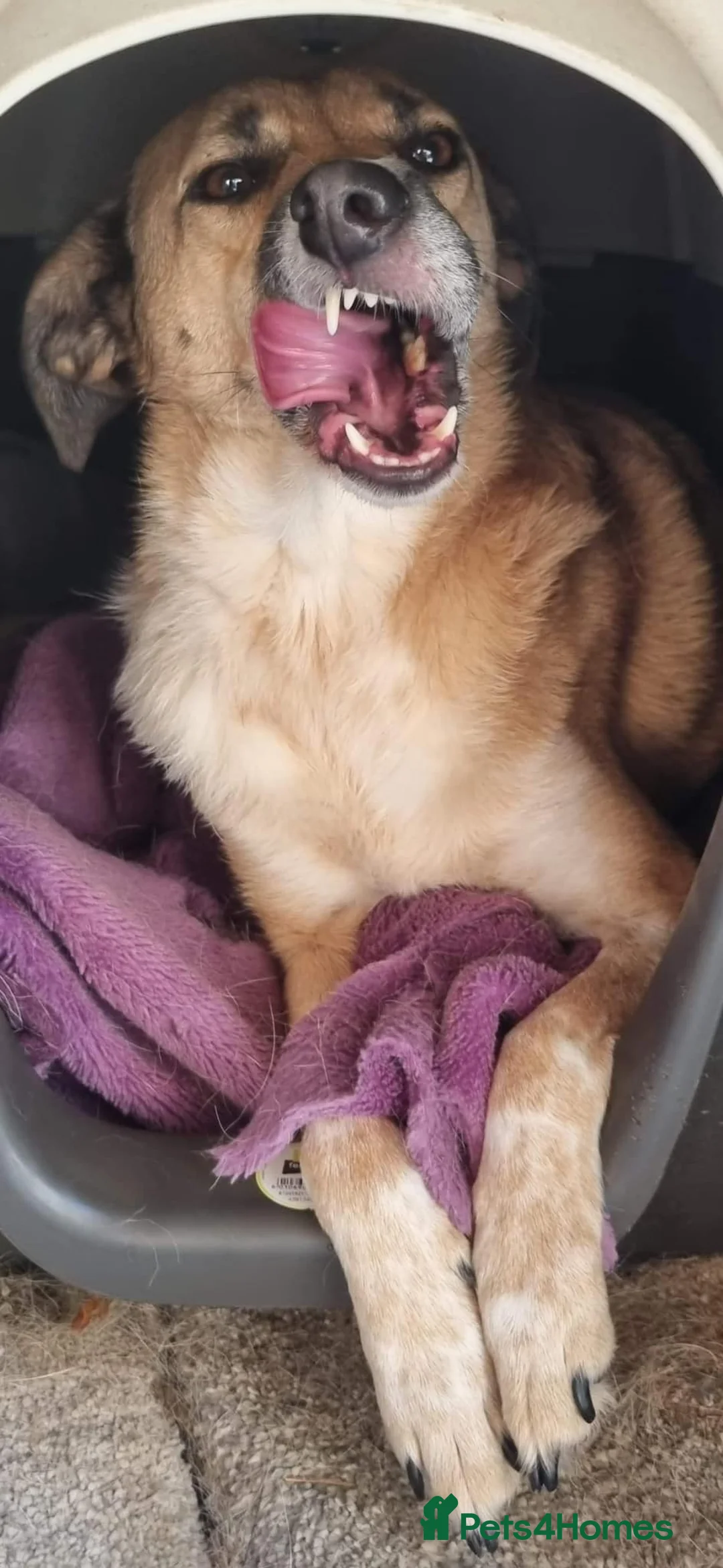 Mixed Breed dogs for adoption: Tessa and Tosca -looking for a home together in Ayr - Advert 18