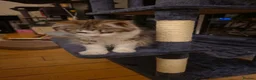 Siberian cats for sale: Special needs Siberian Kitten needs a loving home - Advert 3