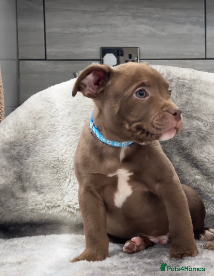 American Bully dogs REDUCED ABKC Registered Pocket bully import lines - Advert 3