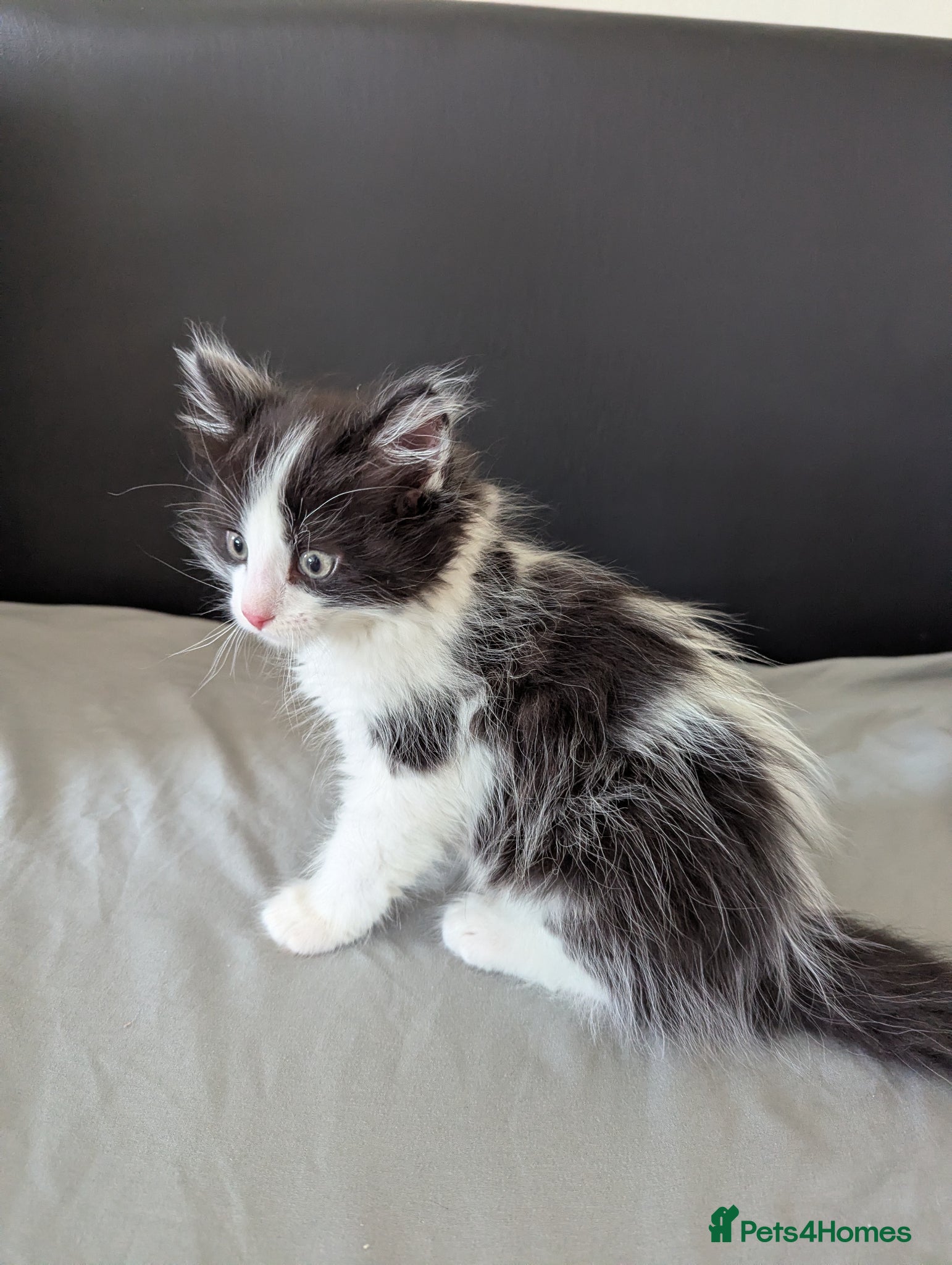 Mixed Breed cats Cats for sale - Advert 2
