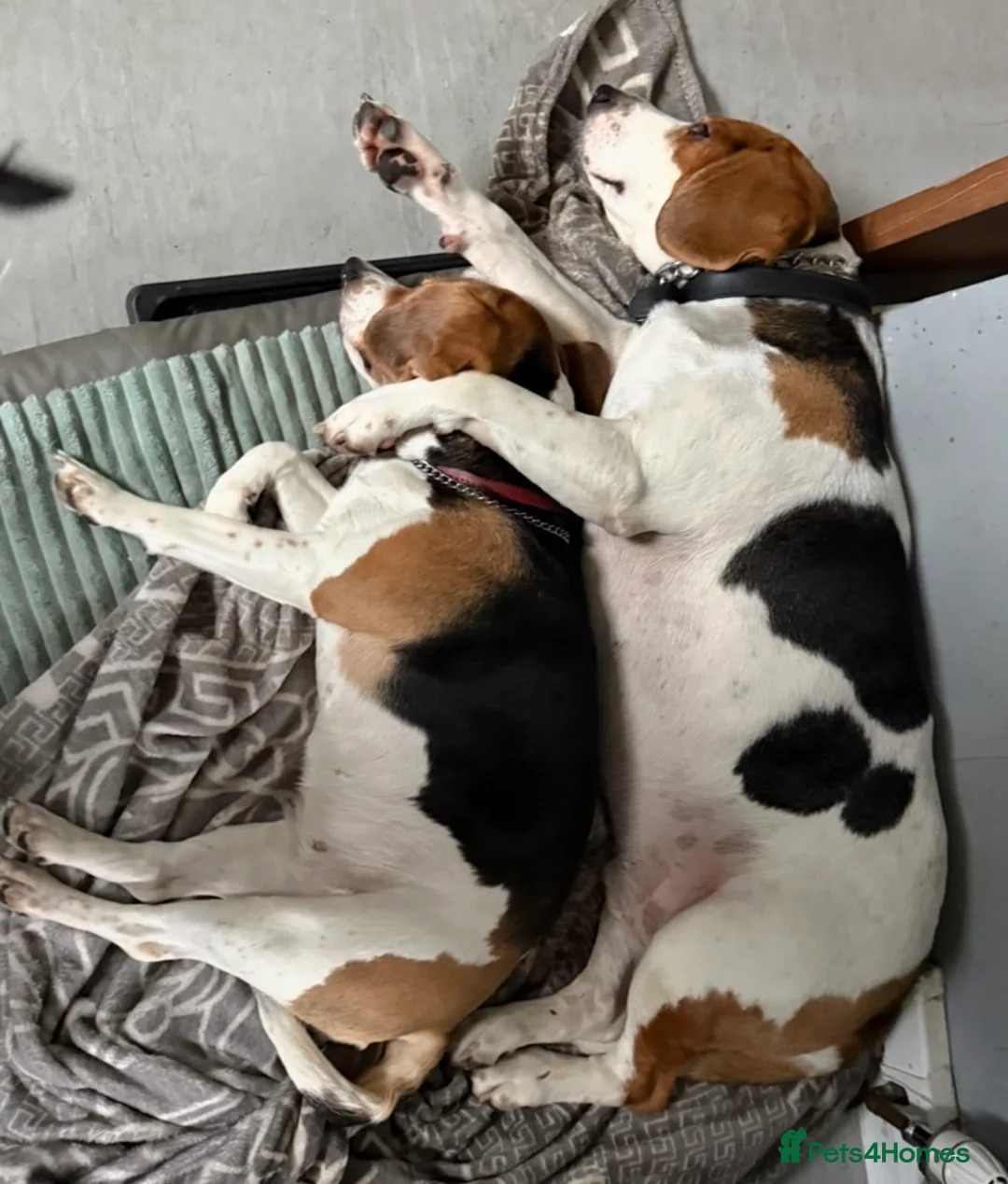 Beagle dogs for sale: 🐾 Rehoming our beloved Beagles Bella and Bentley - Advert 2