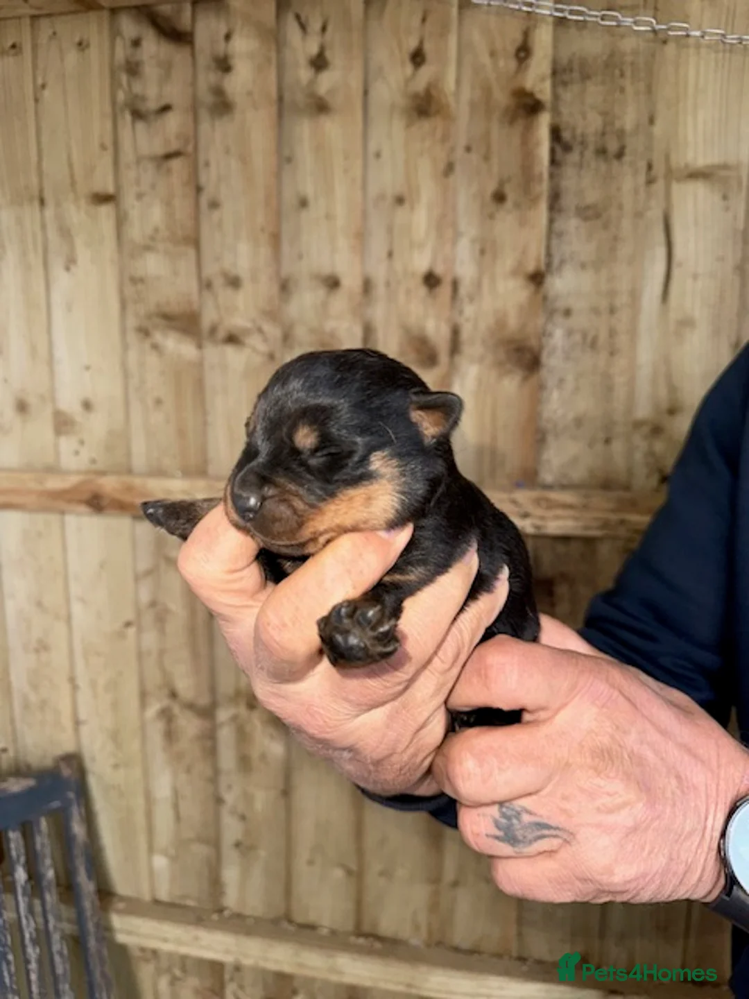 Rottweiler dogs for sale: Beautiful Rottweiler puppies in Radstock - Advert 5