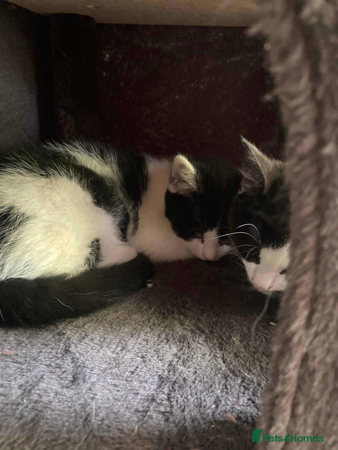Mixed Breed cats for sale: Black & White kittens - Image 9