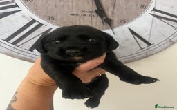 Springador dogs for sale: Last Springador girl left, ready to leave now - Image 15