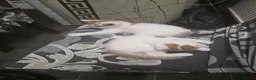 Mixed Breed cats for sale: Kittens looking for new home in Leigh - Advert 7