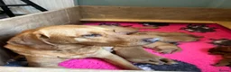 Labrador Retriever dogs for sale: Dark KC Fox Red Labrador puppy for sale  - Advert 7