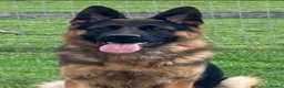German Shepherd dogs for stud: KC REG FULLY HEALTH TESTED STUD ,  - Advert 3