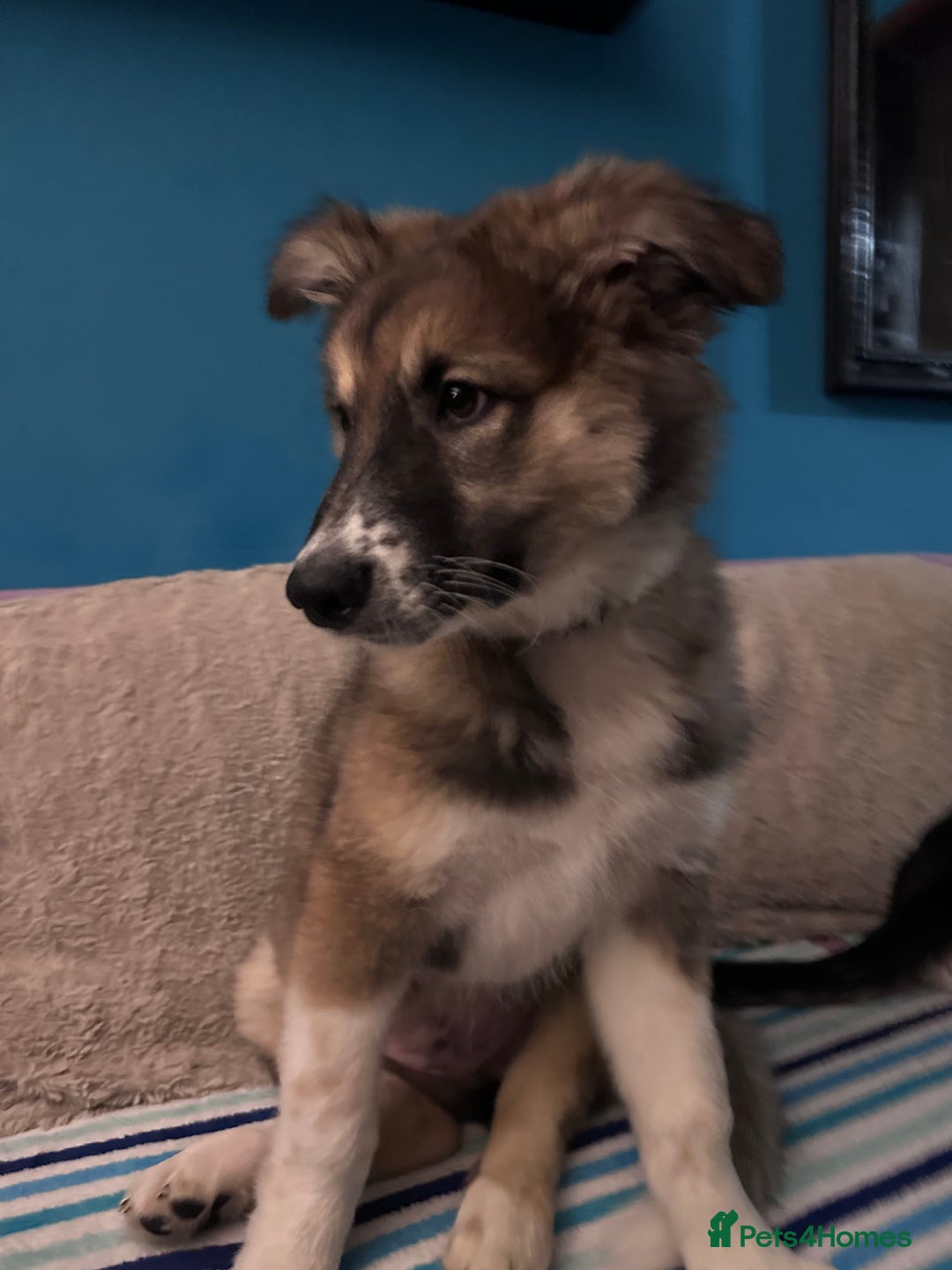 Mixed Breed dogs for sale: Gorgeous pups  - Advert 6