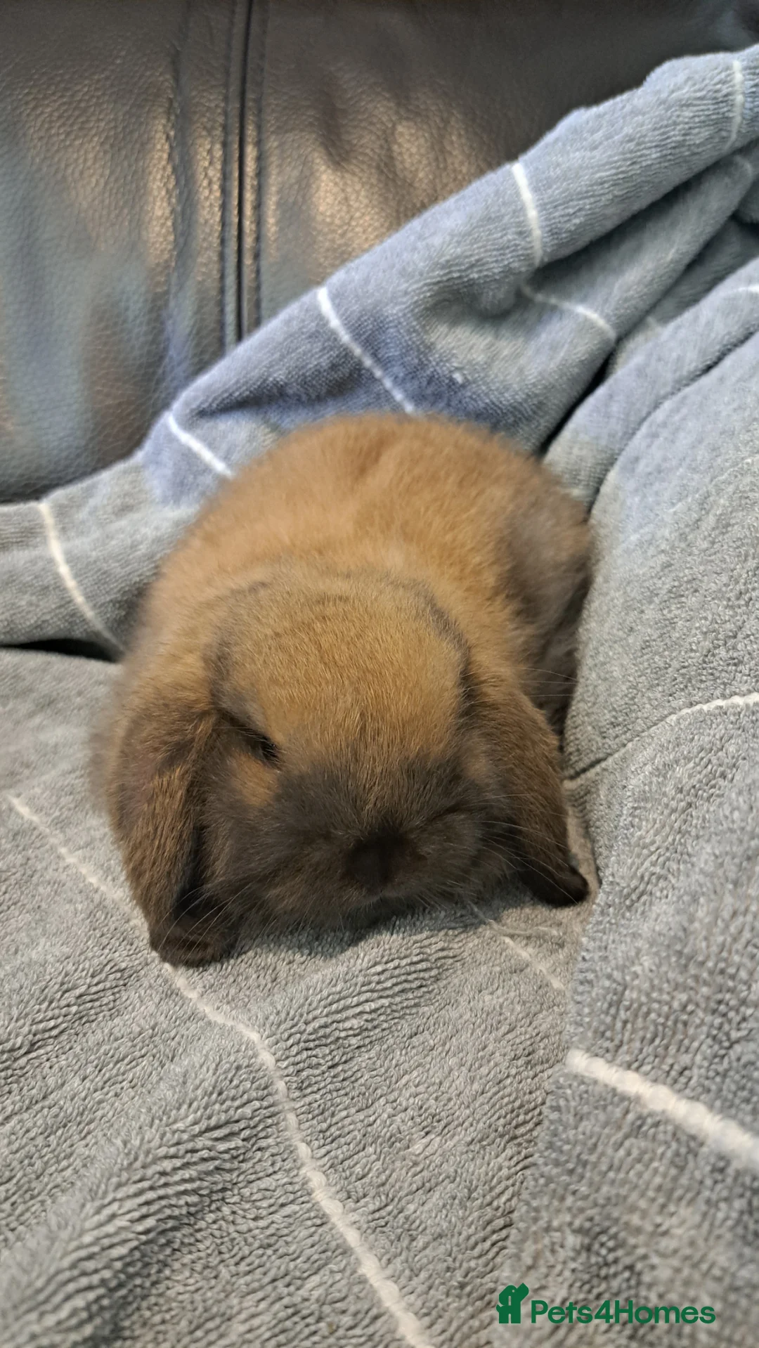 Mini Lop rabbits for sale: Mini lop babys - Advert 5