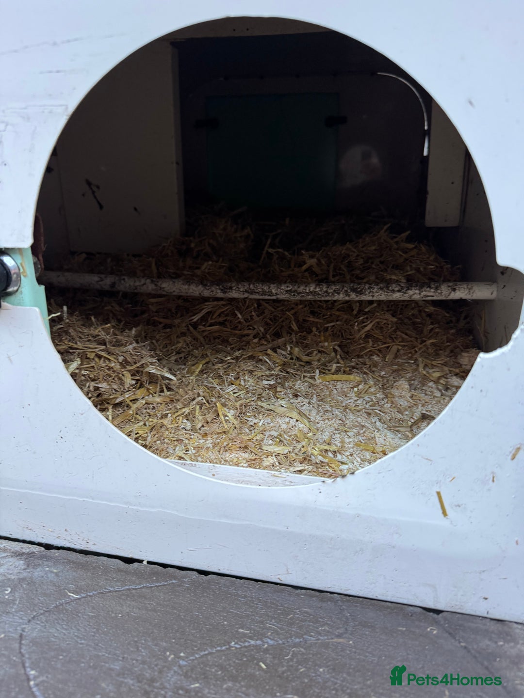 Chickens poultry for sale: Chickens for sale - Image 19
