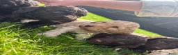 Cockapoo dogs for sale: Stunning Cockapoo Puppies looking for loving homes - Advert 6