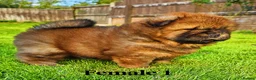 Chow Chow dogs for sale: Crufts and European champions litter  - Advert 28