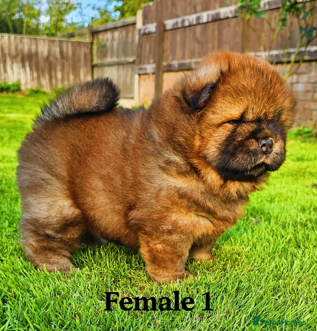 Chow Chow dogs for sale: Crufts and European champions litter  - Advert 28