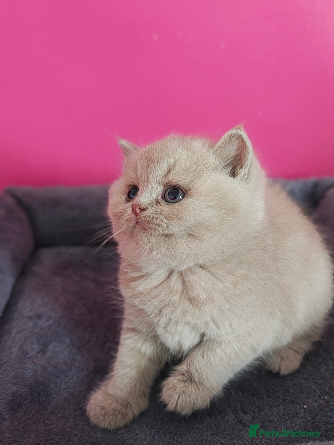 British Shorthair cats for sale: Stunning Teddy bear BSH kittens  GCCF  - Image 1