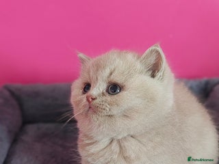 British Shorthair cats - Advert 1