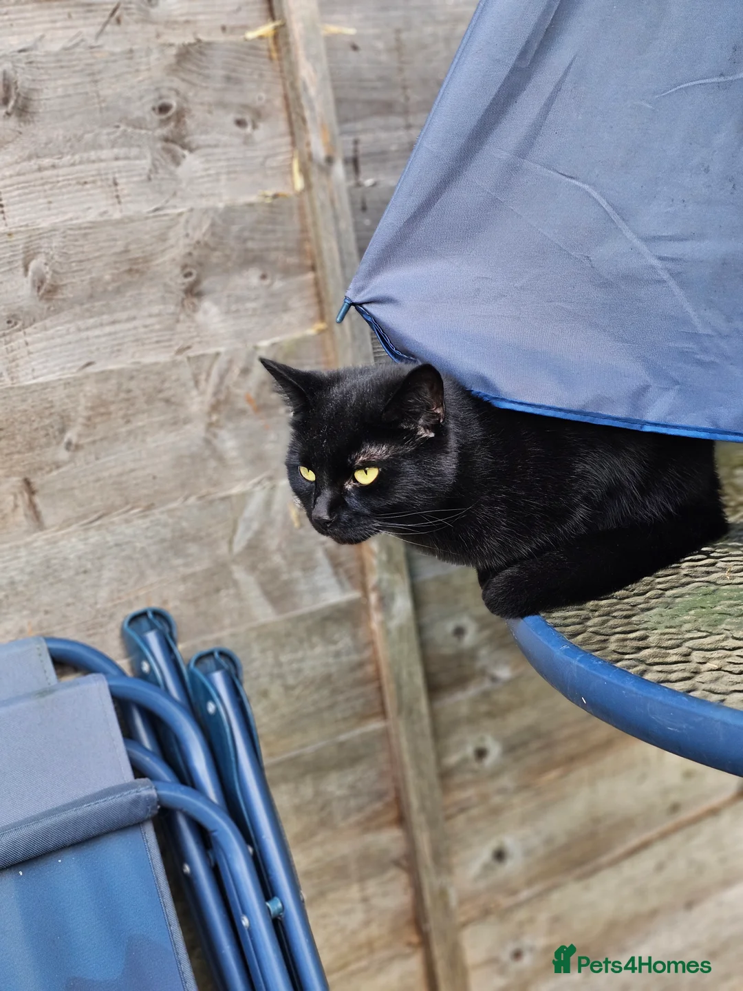 British Shorthair cats for sale: FREE🏡very timid girl cat needing a new home. - Advert 3