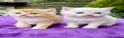 British Shorthair cats for sale: Golden, Golden Colourpoint & Silver Tipped - Advert 13