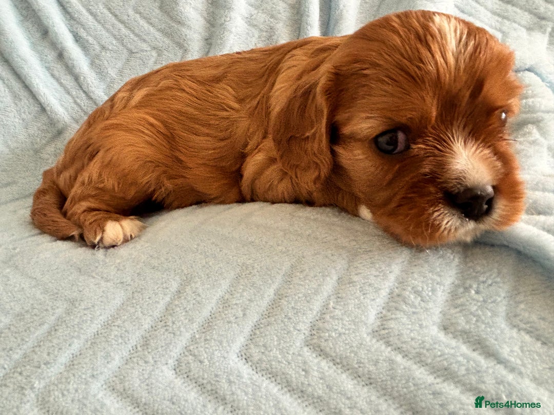 Cavalier King Charles Spaniel dogs for sale: Beautiful Ruby and Blenheim cavalier puppies - Image 9