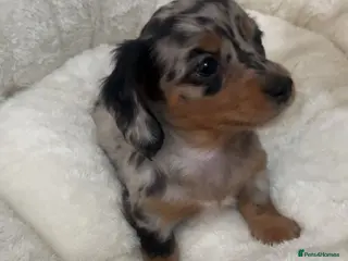 Miniature Dachshund dogs KC Reg Long-Haired Miniature Dachshund Puppies - Advert 12