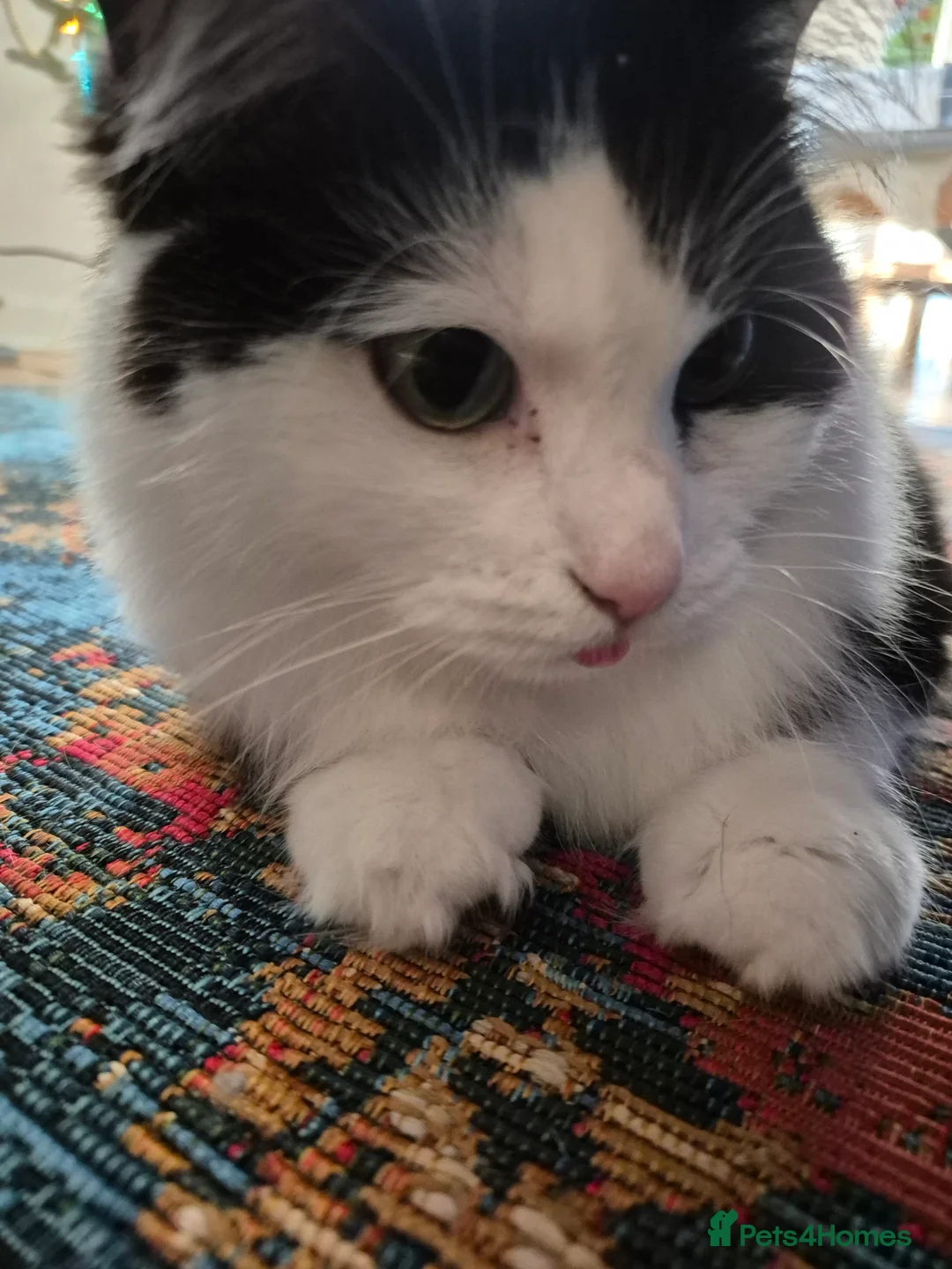 Mixed Breed cats for sale: 2-year half ragdoll looking for a loving home - Advert 2