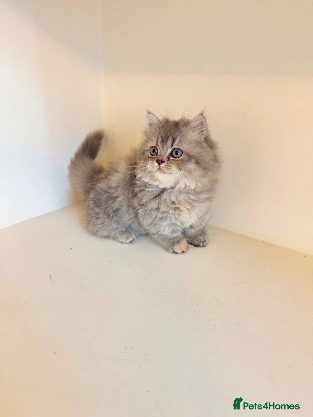 Persian cats for sale: Rare DWARF LEG PERSIANS - Persian Munchkin Minuets - Advert 22