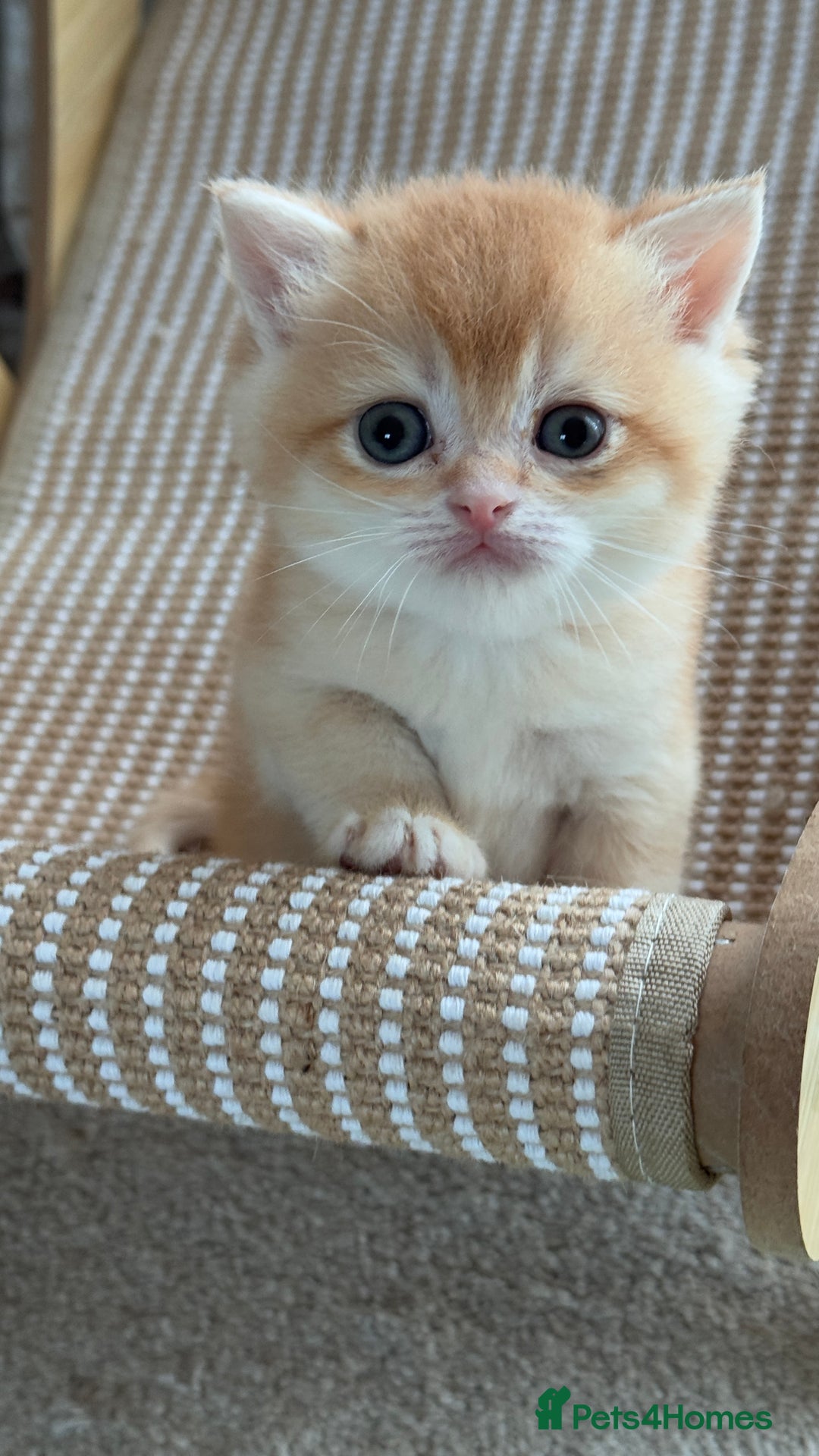British Shorthair cats for sale: GCCF BSH BY12 GOLDEN CHOCOLATE KITTENS  - Image 6